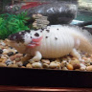 Meet your Posher, True